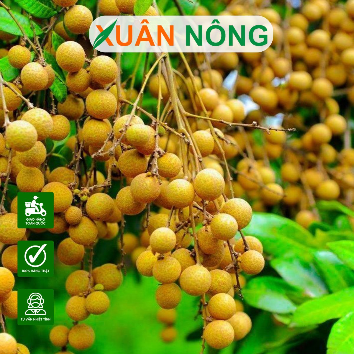 Cách Trồng Nhãn: Hướng Dẫn Kỹ Thuật Canh Tác Toàn Diện Để Đạt Năng Suất Cao