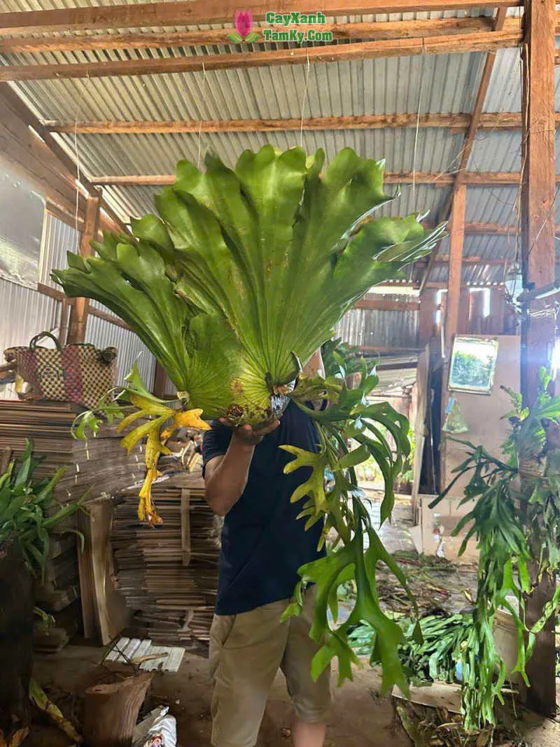 Cây ổ rồng với lá sừng phát triển mạnh