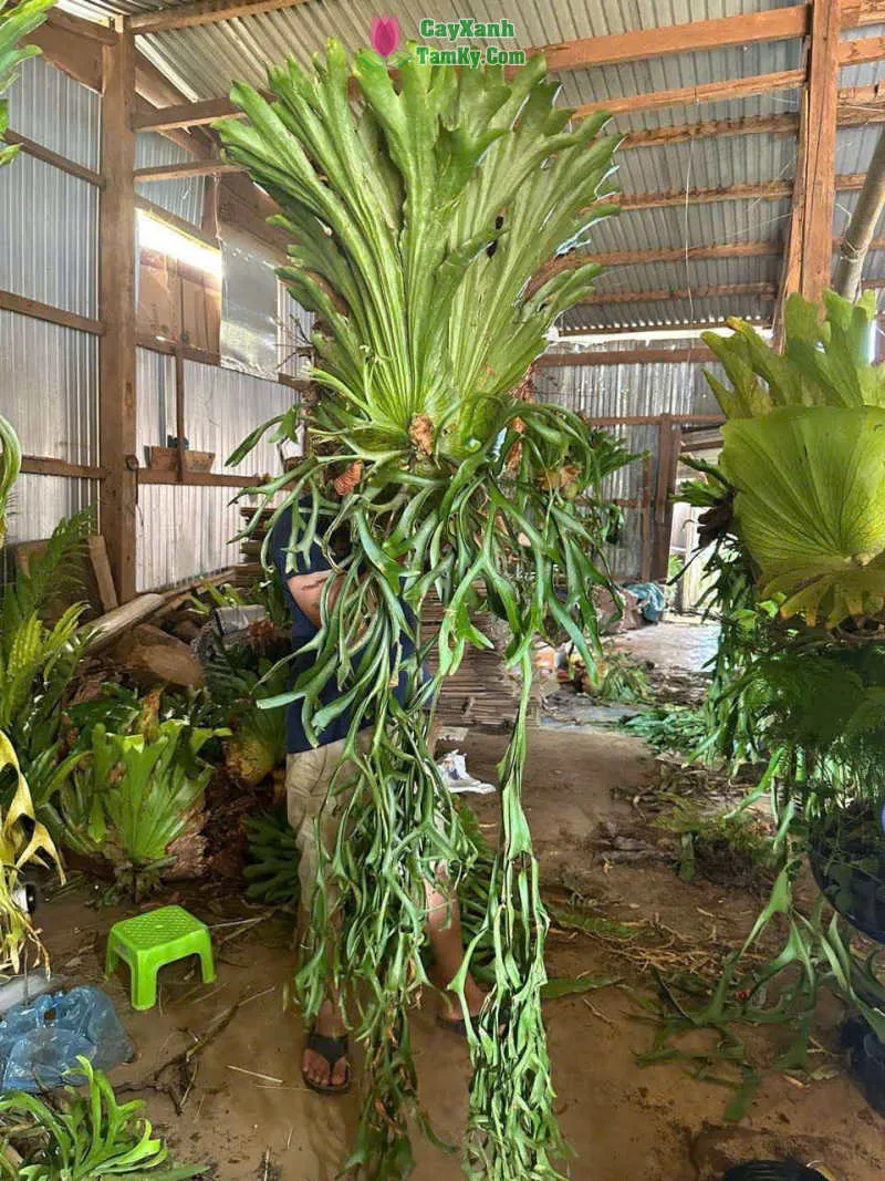 Cây ổ rồng non mới tách