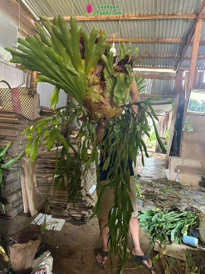 Ổ rồng được treo trong vườn