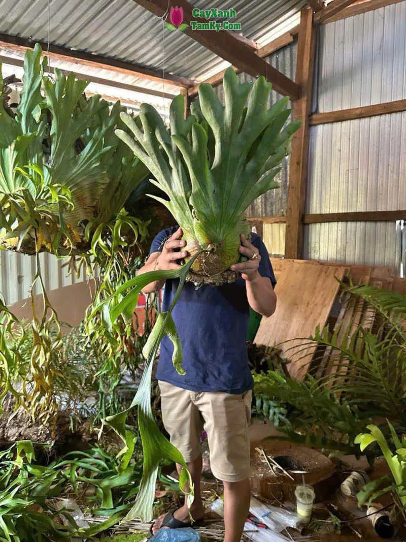 Cận cảnh lá dinh dưỡng và lá sinh sản