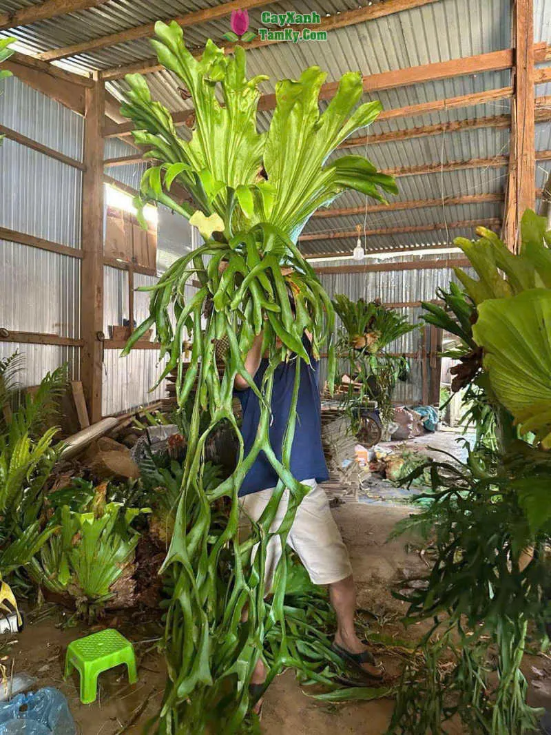 Đặc điểm hình thái của cây ổ rồng