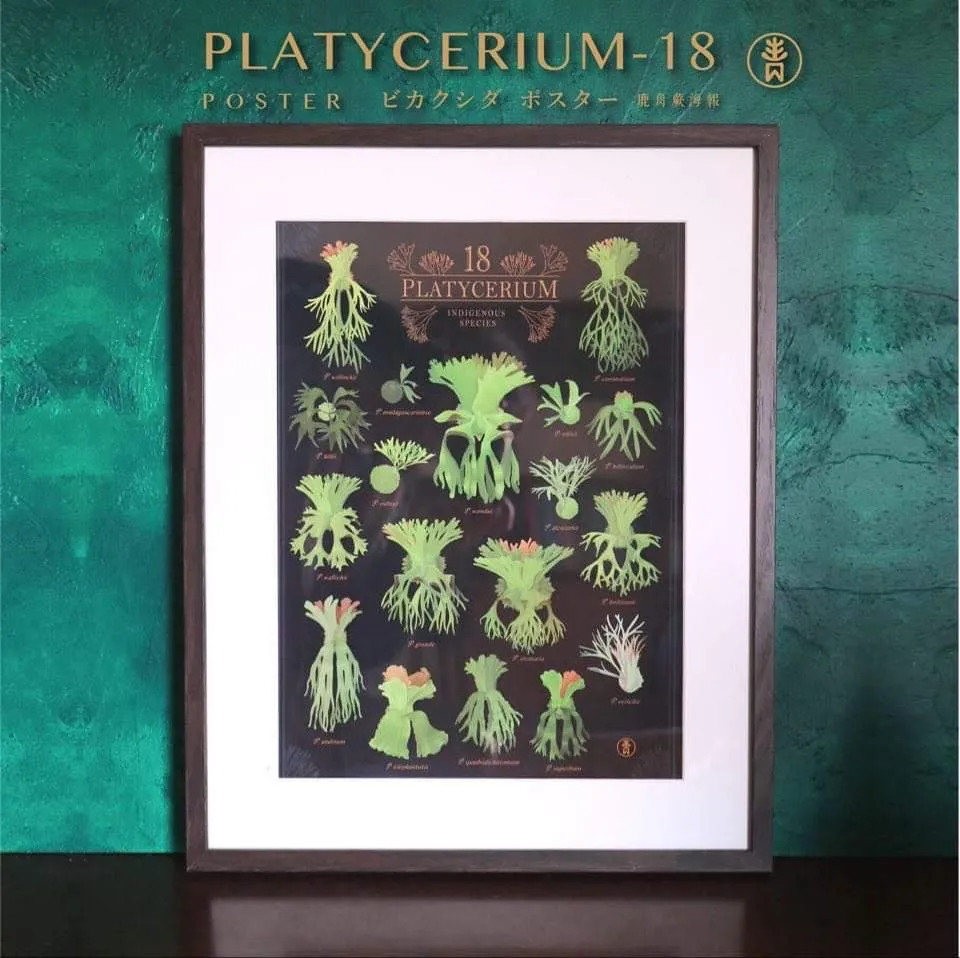 Ổ rồng được trồng theo phương pháp gắn gỗ