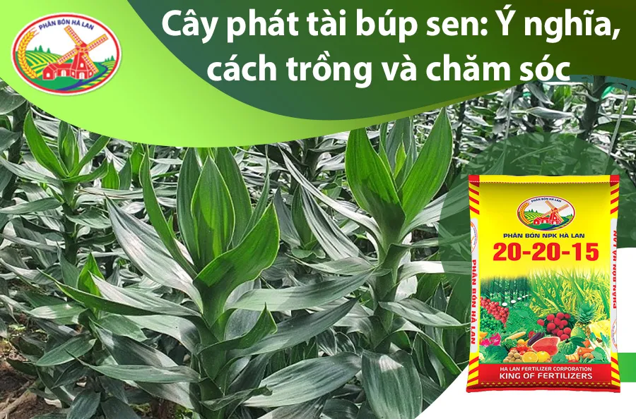 Cây phát tài búp sen xanh tốt được trồng trong chậu sứ trắng