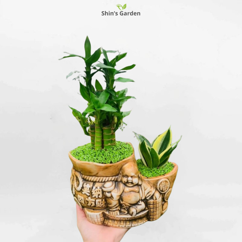 Cách Trồng Sen Mini Nhật Đảm Bảo Ra Hoa Quanh Năm, Kỹ Thuật Chăm Sóc A-Z