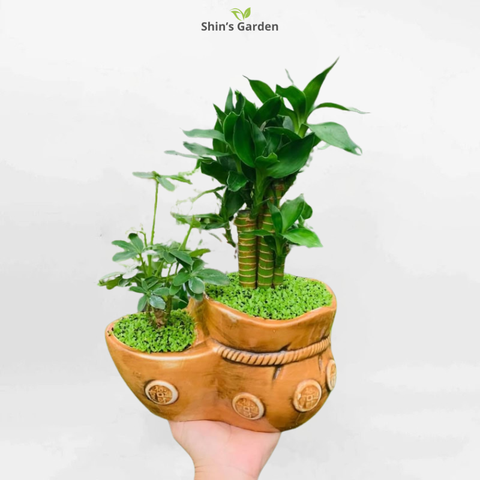 Cách Trồng Sen Mini Nhật Đảm Bảo Ra Hoa Quanh Năm, Kỹ Thuật Chăm Sóc A-Z