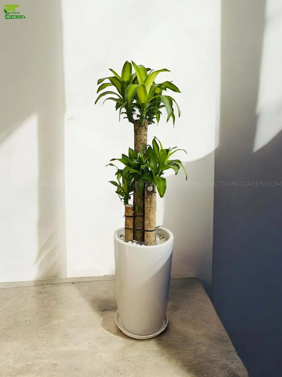 Cây Phát tài khúc chậu sứ trắng