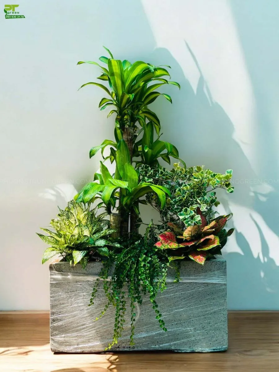 Phát tài khúc chậu xi măng vuông, phối cây Cẩm thạch, Vạn lộc,...