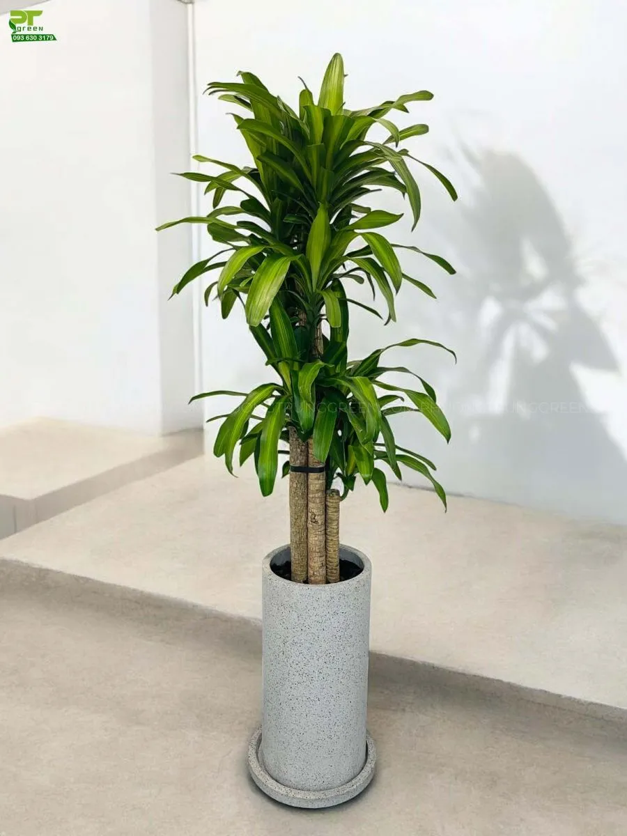 Phát tài khúc chậu xi măng sang trọng