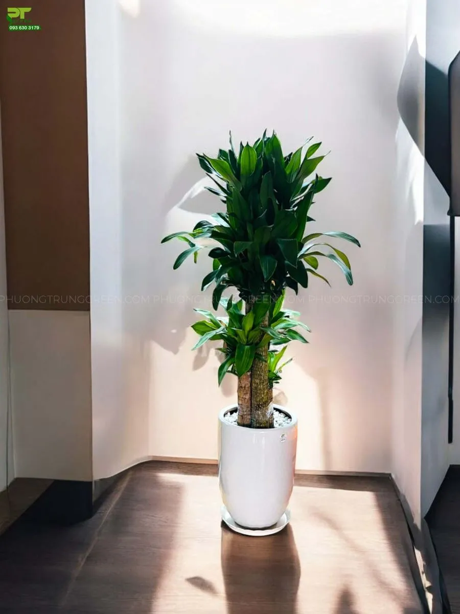 Phát tài khúc trang trí phòng khách