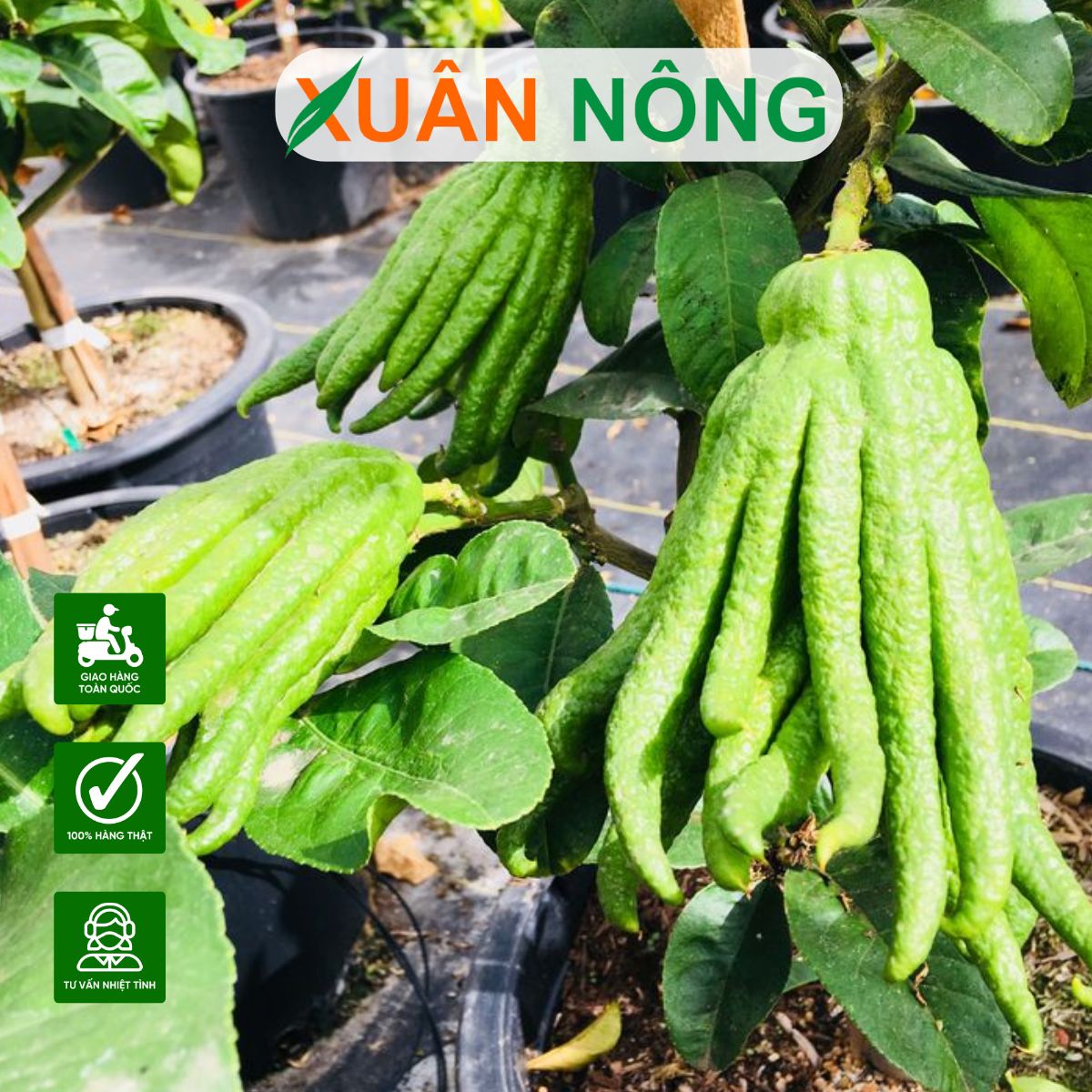 Kỹ Thuật Trồng Và Chăm Sóc Cây Phật Thủ Trong Chậu Đạt Quả Đẹp