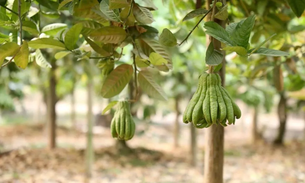 Cây Phật Thủ cảnh là gì?