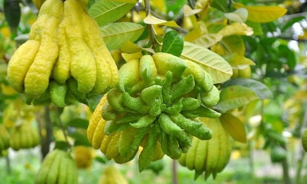 Cây Phật Thủ cảnh là gì?