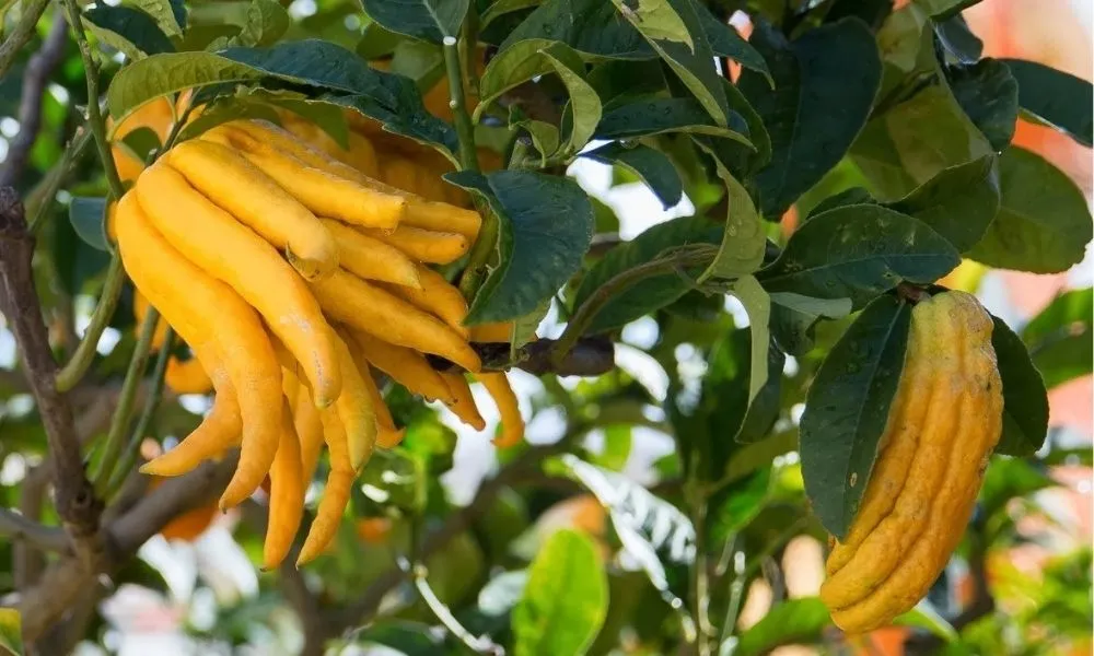 Cây Phật Thủ cảnh là gì?