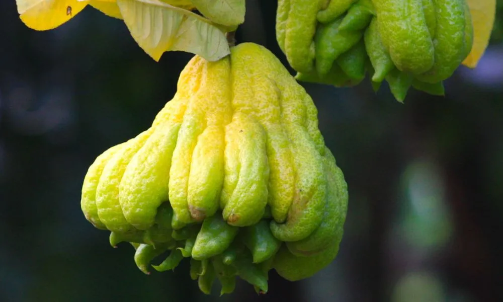 Cây Phật Thủ cảnh là gì?