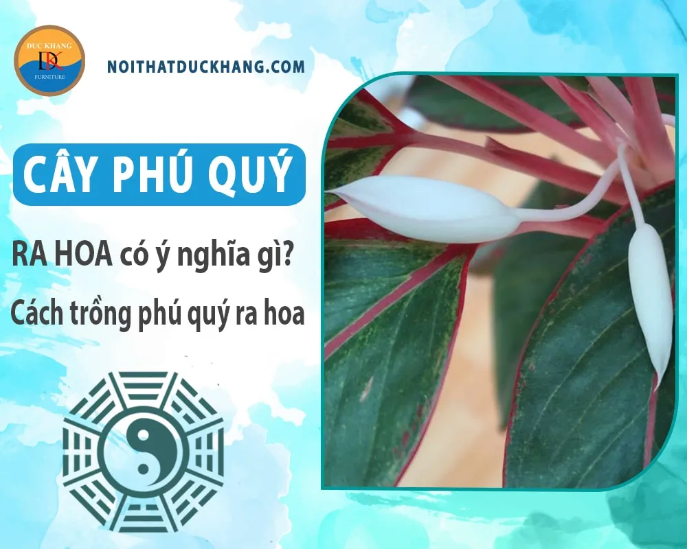 Bông hoa màu trắng xanh của Cây Phú Quý, báo hiệu điềm lành