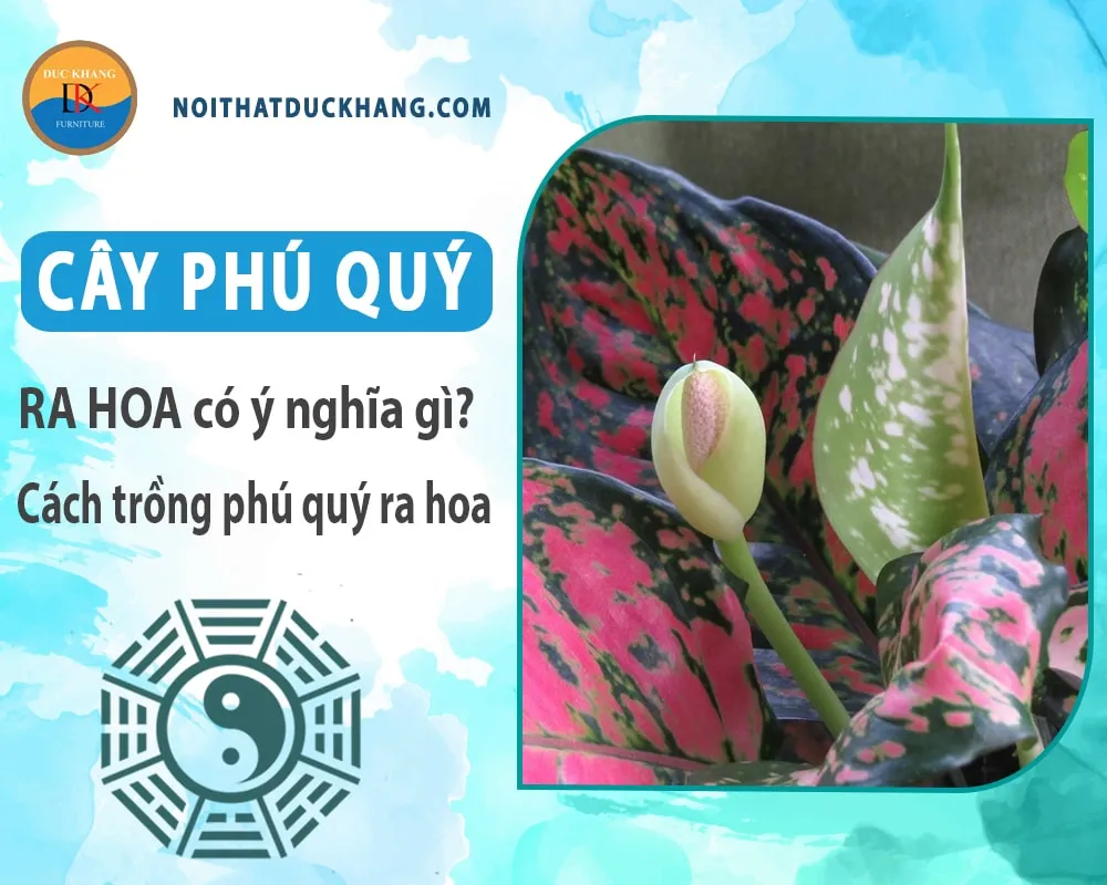 Một chậu Cây Phú Quý xanh tốt trong nhà
