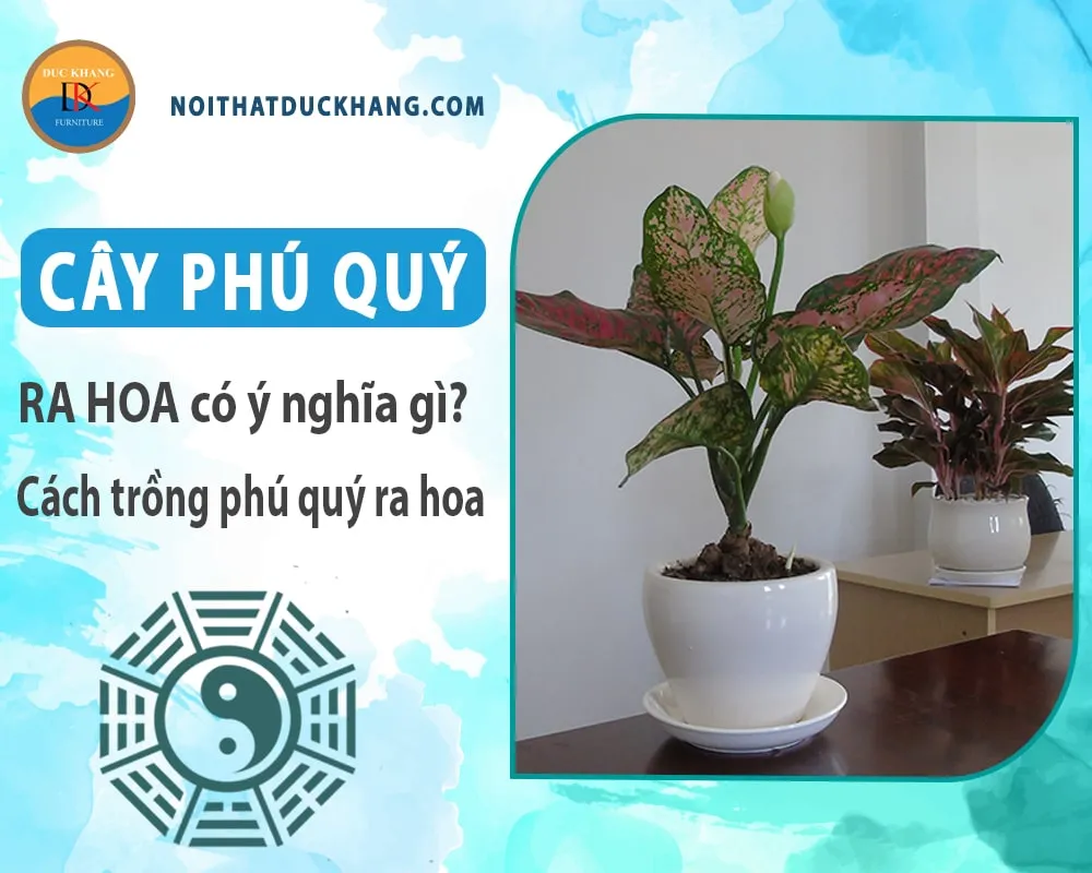 Cây Phú Quý có lá viền hồng nổi bật, biểu tượng cho may mắn tài lộc