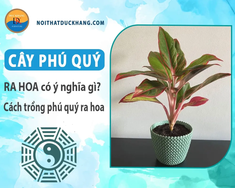 Cây Phú Quý trồng thủy sinh trong bình thủy tinh