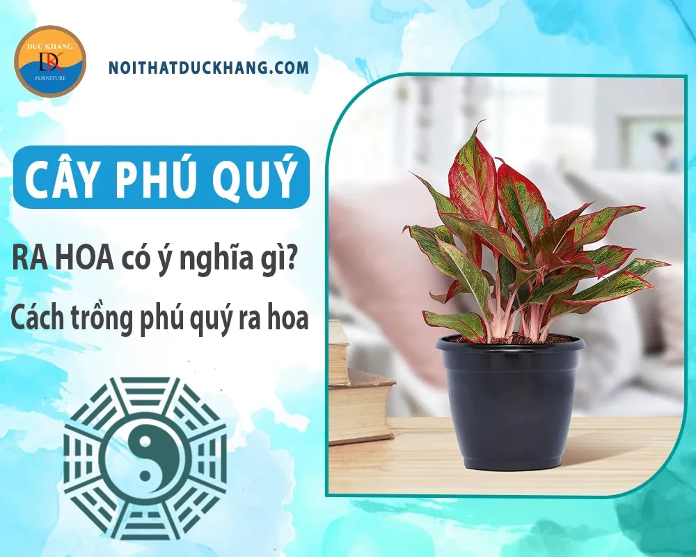 Cây Phú Quý phát triển mạnh mẽ trong chậu đất