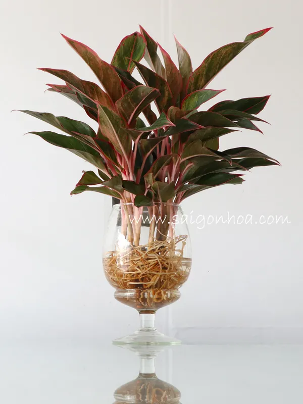 Toàn cảnh cây phú quý đang được trồng trong bình thủy tinh chứa nước