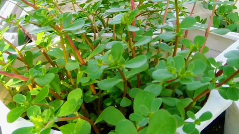 Cách Trồng Rau Sam Tại Nhà: Hướng Dẫn Chi Tiết Để Cây Xanh Tốt Quanh Năm