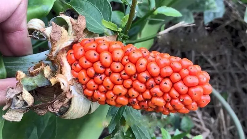 Quả ráy voi khi chín có màu đỏ tươi đẹp mắt