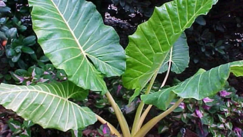 Một cây ráy voi đơn lẻ được trồng trong chậu lớn, thể hiện kích thước lá