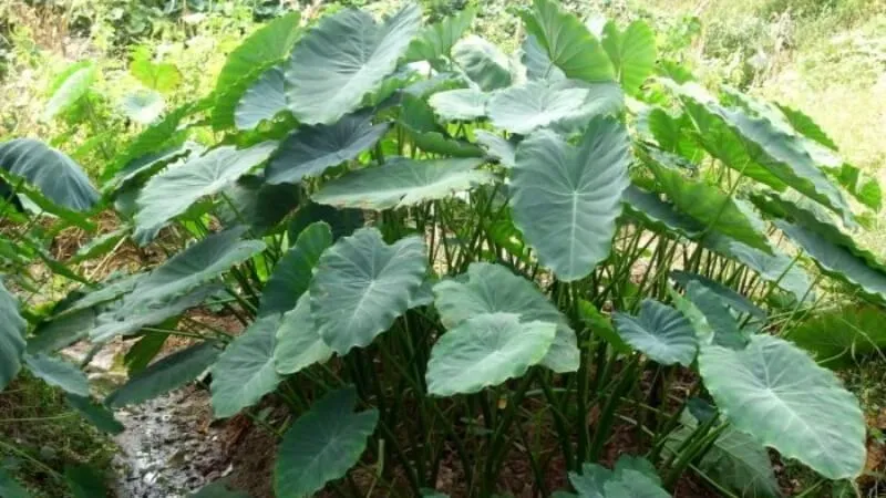 Hình ảnh một bụi ráy voi được trồng ở khu vực ẩm ướt ven suối