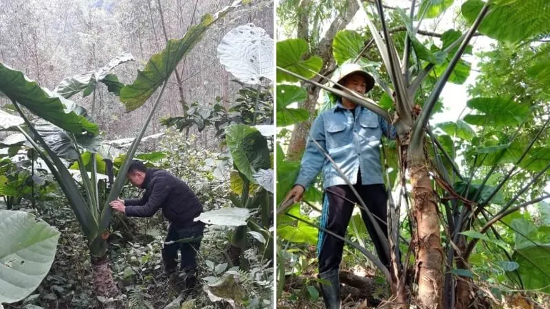 Những cây ráy voi lâu năm với phần thân đã phát triển cứng cáp