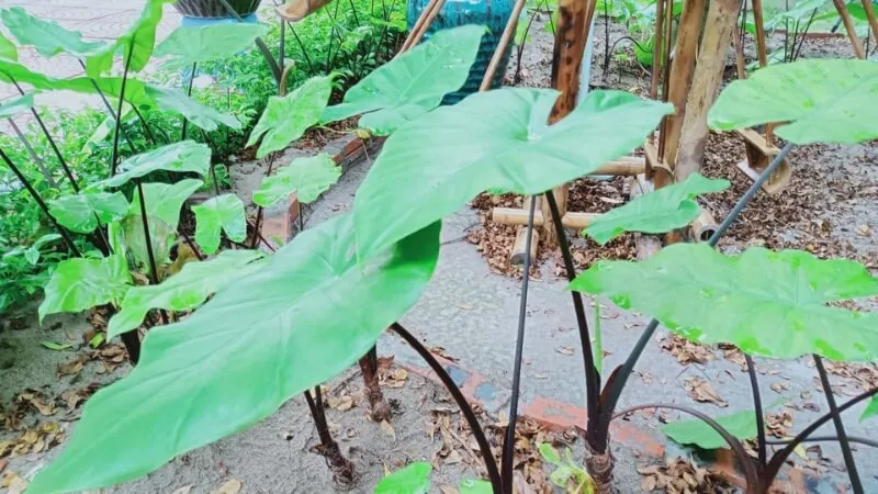 Cây ráy voi được trồng để lấy củ phục vụ mục đích truyền thống