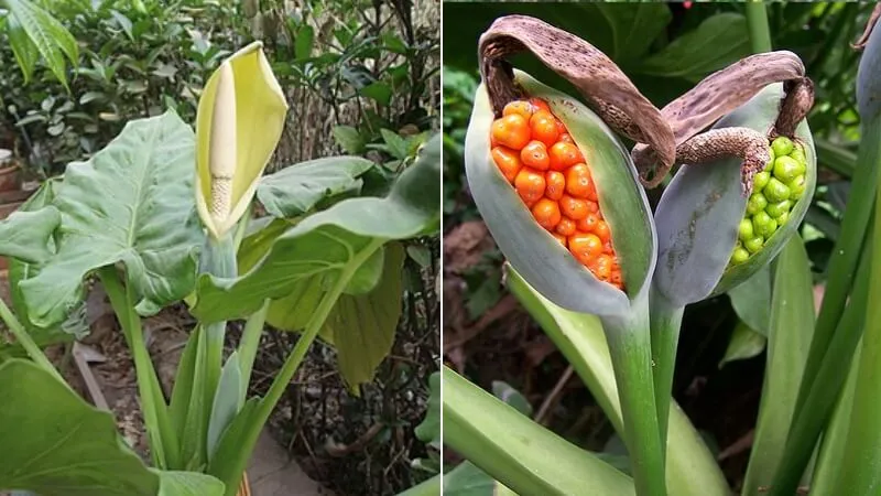 Lá cây ráy voi khổng lồ với phiến lá hình trái tim