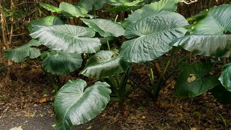 Tác dụng truyền thống của cây ráy voi đối với sức khỏe