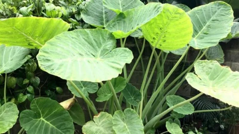 Lưu ý an toàn khi thực hiện cách trồng cây ráy voi