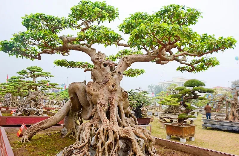 Cây Sanh thân lớn được tạo dáng bonsai nghệ thuật
