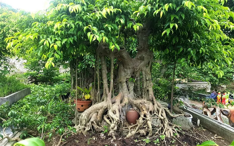 Cây Sanh lớn được uốn nắn thành thế bonsai cầu kỳ