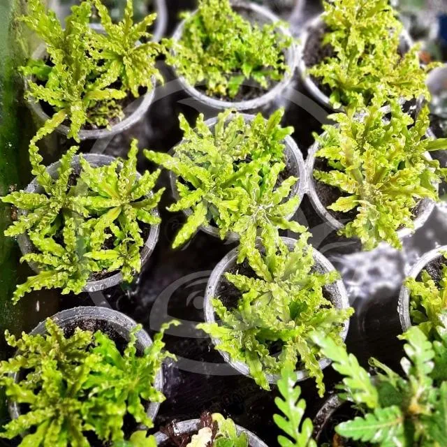 Chọn mua cây sao nhỏ khỏe mạnh từ nguồn uy tín