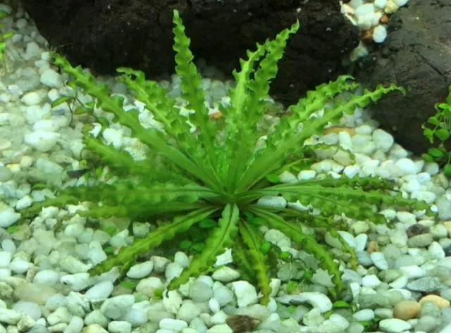 Cây sao nhỏ là một thành phần thiết yếu trong bể thủy sinh