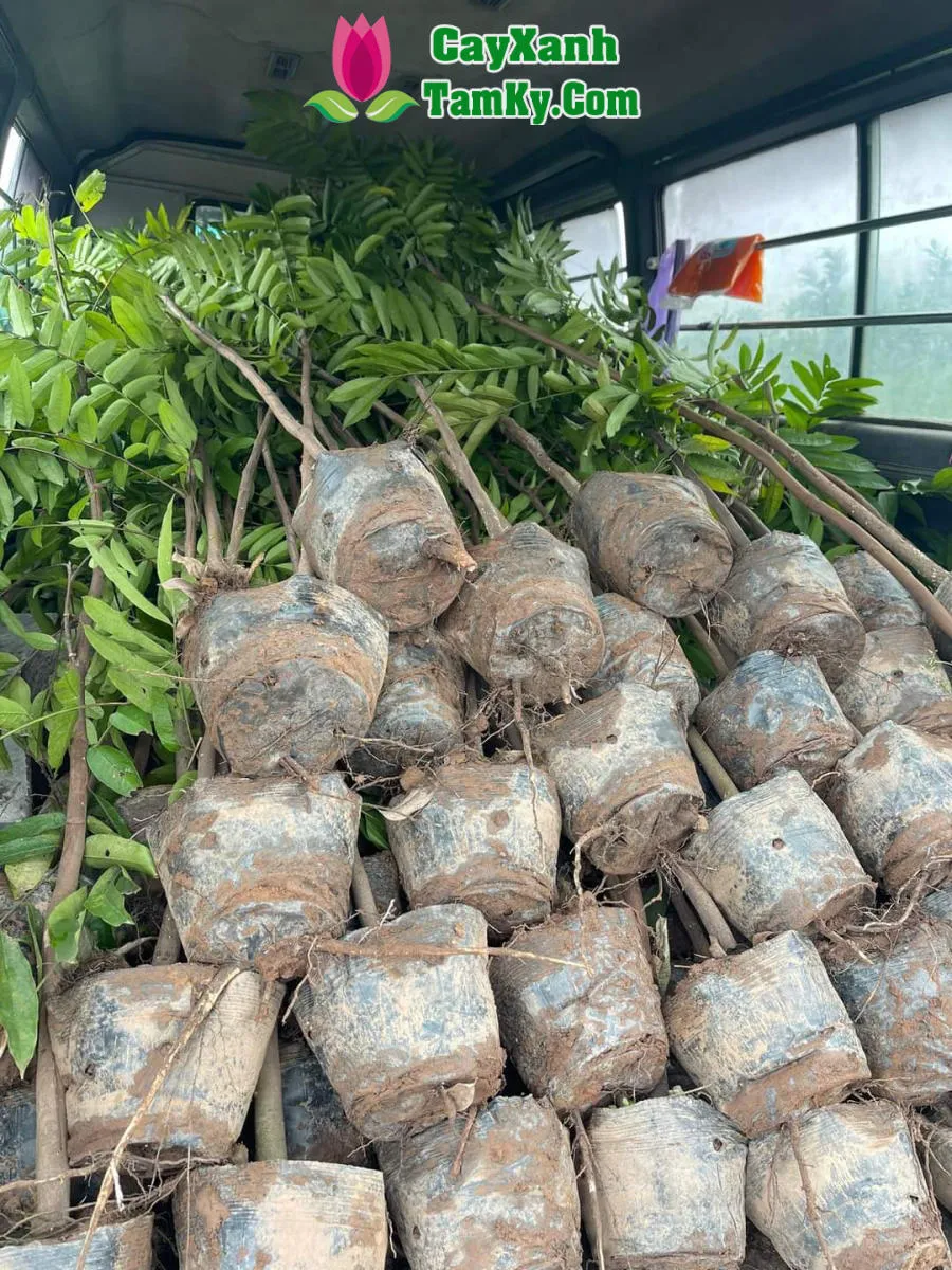 Cây sấu cho quả chất lượng cao, hình tròn dẹt