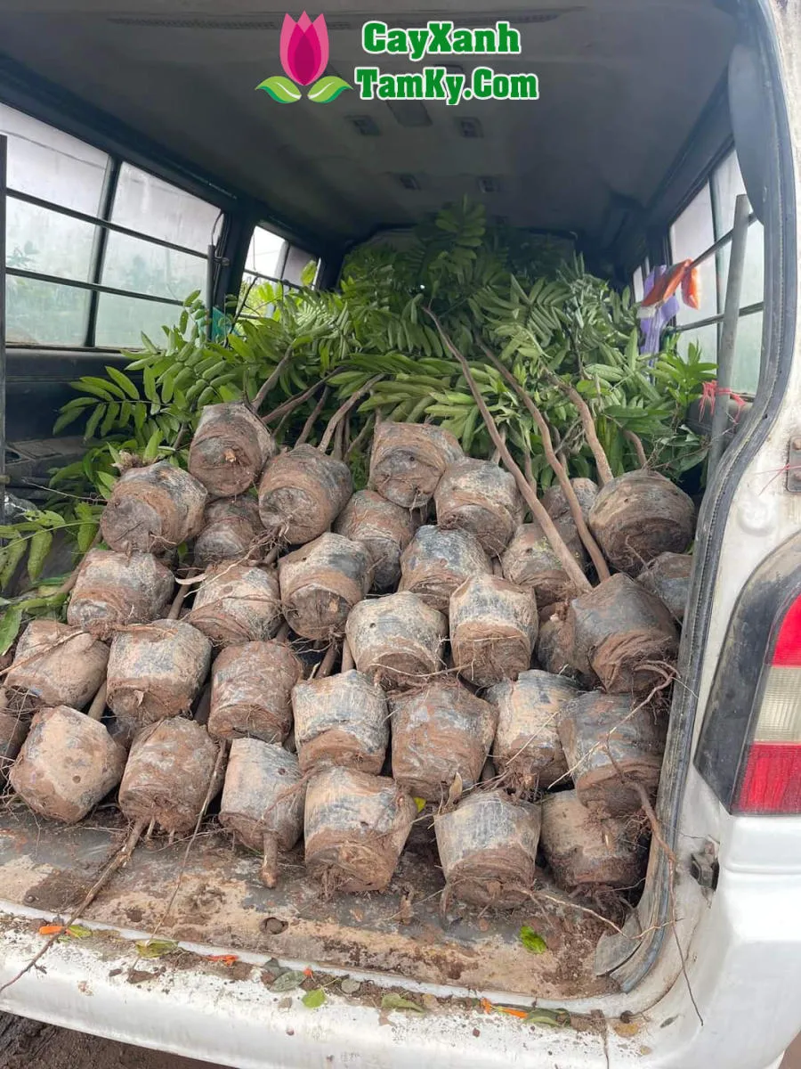 Quá trình chăm sóc và cắt tỉa cành cho cây sấu non