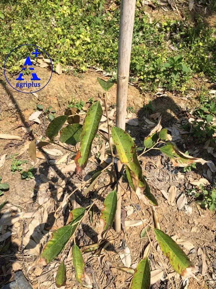 Cây sầu riêng con bị vàng lá do không tuân thủ cách chăm sóc cây sầu riêng mới trồng đúng kỹ thuật