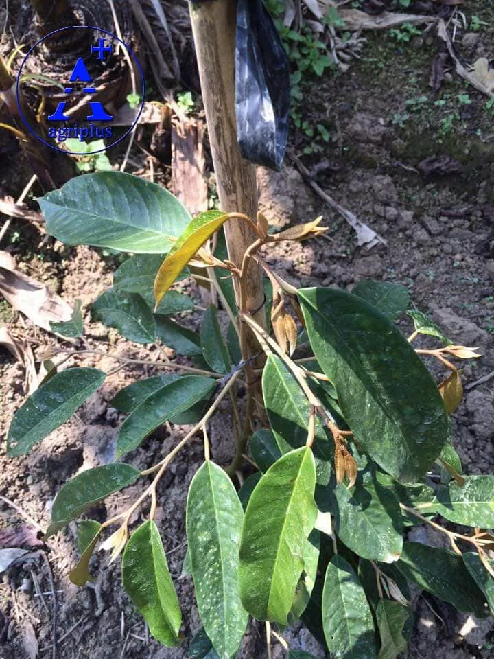 Đọt non sầu riêng đang ra "mũi giáo" là thời điểm cần phun thuốc phòng trừ rầy