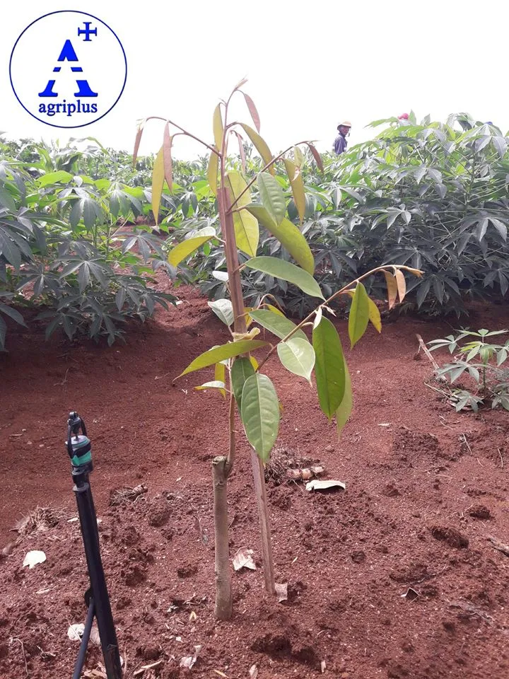 Cây sầu riêng con đang đi đọt mạnh, thể hiện quá trình chăm sóc hiệu quả