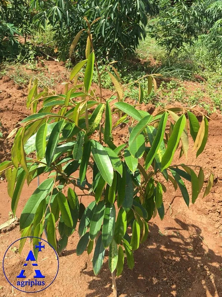 Tán cây sầu riêng non xòe rộng, báo hiệu bộ rễ phát triển ổn định