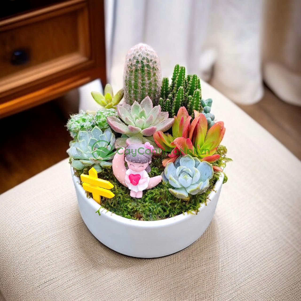 Cách Trồng Xương Rồng Sen Đá Đạt Chuẩn Chuyên Gia Tại Nhà Cách Trồng Xương Rồng Sen Đá Đạt Chuẩn Chuyên Gia Tại Nhà