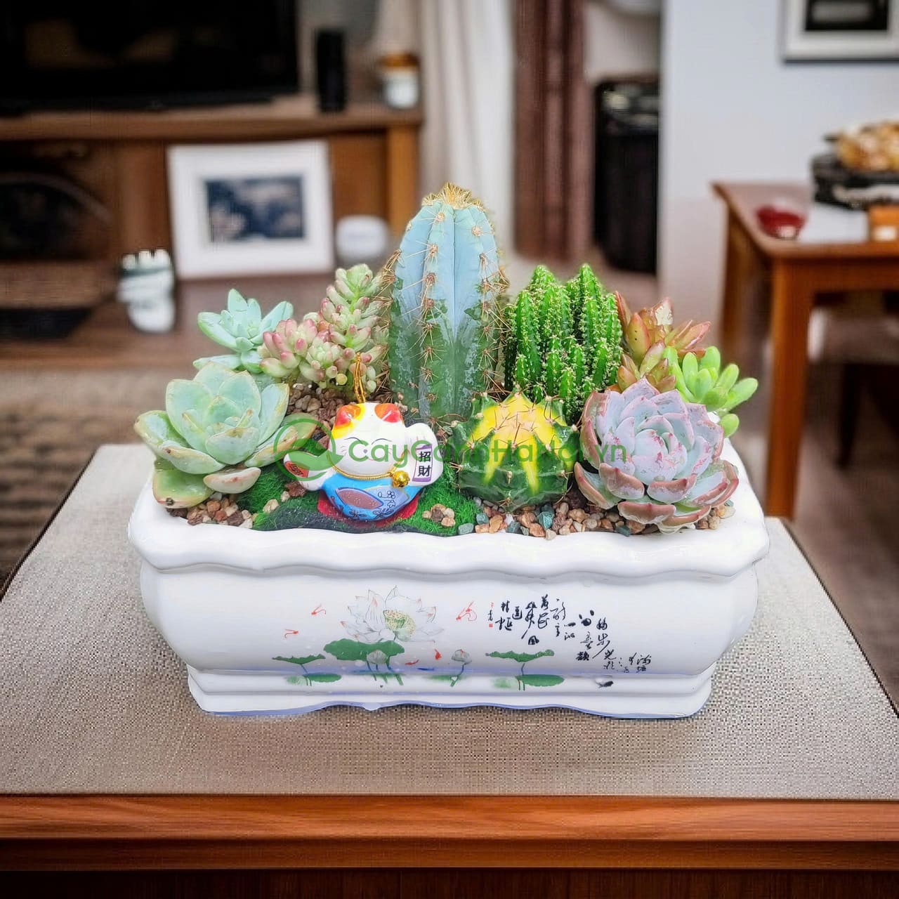 Cách Trồng Xương Rồng Sen Đá Đạt Chuẩn Chuyên Gia Tại Nhà Cách Trồng Xương Rồng Sen Đá Đạt Chuẩn Chuyên Gia Tại Nhà