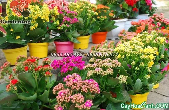 Cận cảnh lá và thân cây Sống Đời