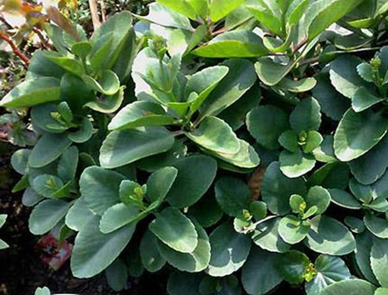 Cách Trồng Cây Sống Đời Từ Lá: Hướng Dẫn Chi Tiết Để Cây Nhanh Lớn