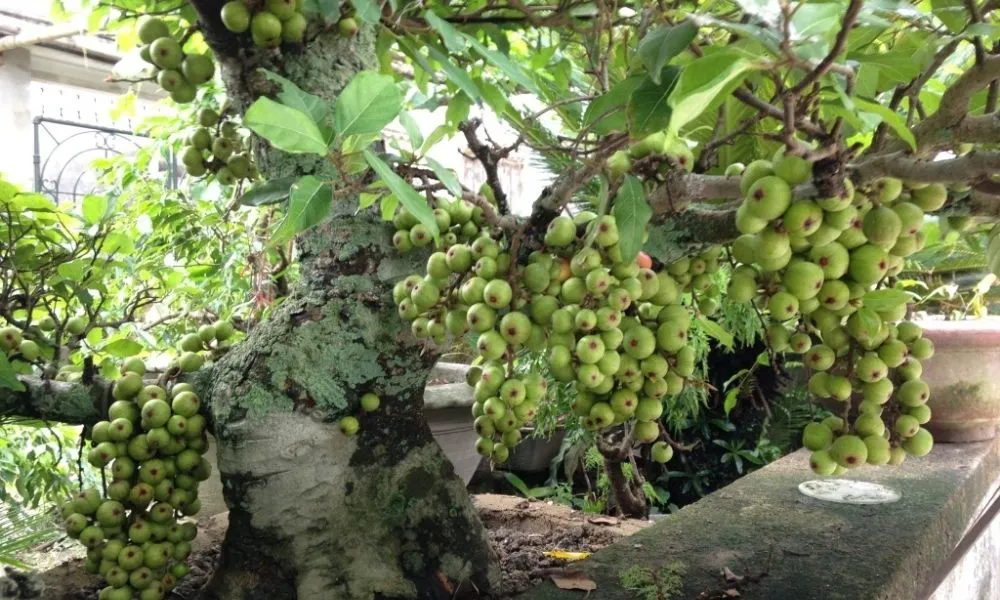 Đặc điểm nhận dạng của cây sung cảnh ta thân gỗ, tán lá rộng, dễ tạo dáng theo kỹ thuật cách trồng cây cảnh đẹp