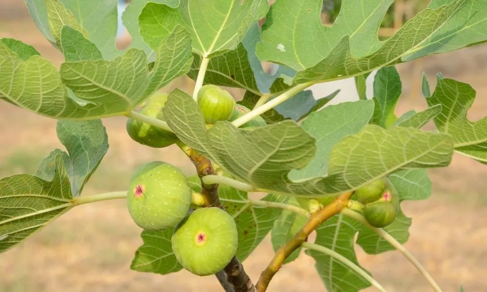 Quả sung Mỹ có hình dáng độc đáo giống quả lê, thường được trồng để thu hoạch hơn là làm cây cảnh đẹp